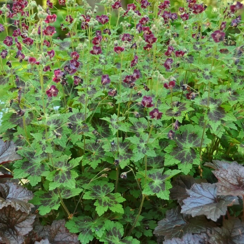 mnogoletnie_rasteniya_geran_5bf5bfaf98f234c37ad749a0f512c51d54e