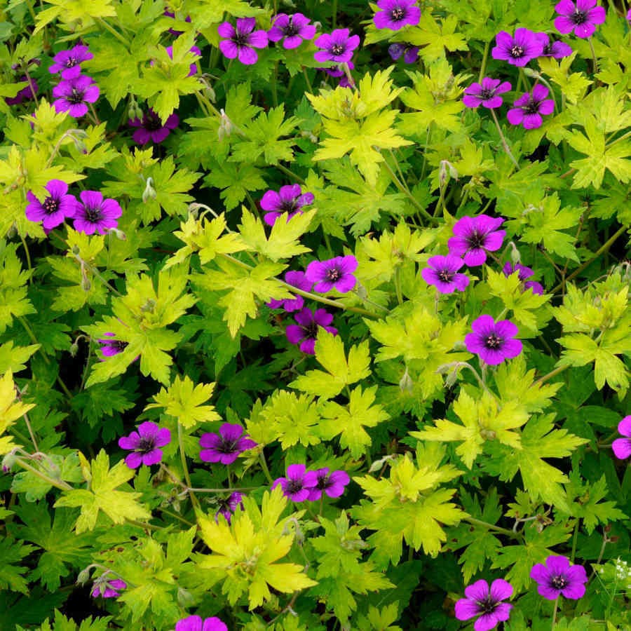 Герань гибридная Энн Фолкард (Geranium Ann Folkard)