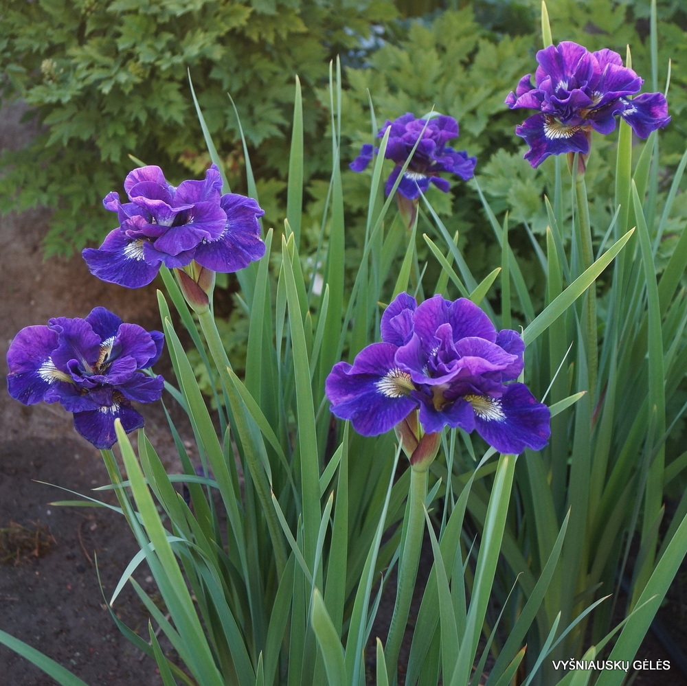 ирис кабуле