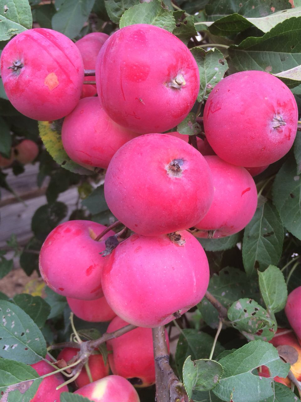 яблоня алтайское багряное