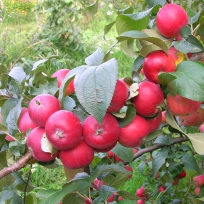 altajskaya-krasavica-2