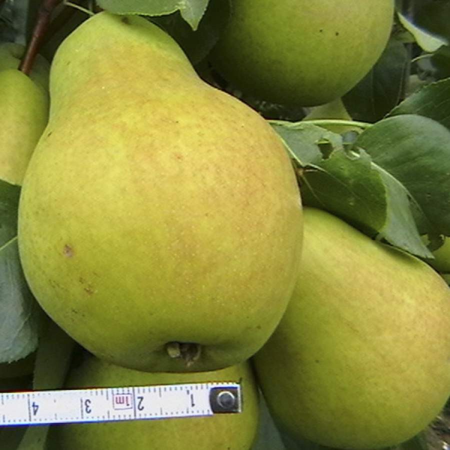 груша Северинка