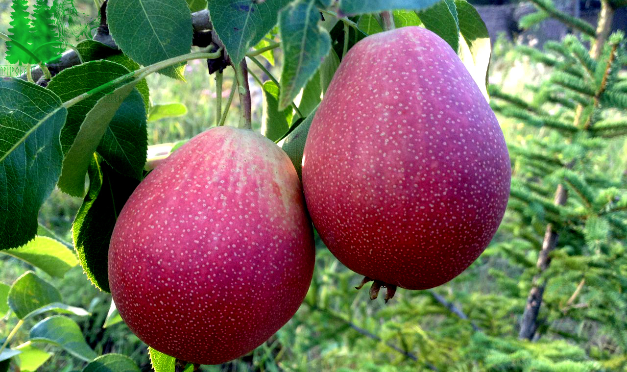 груша Веселинка