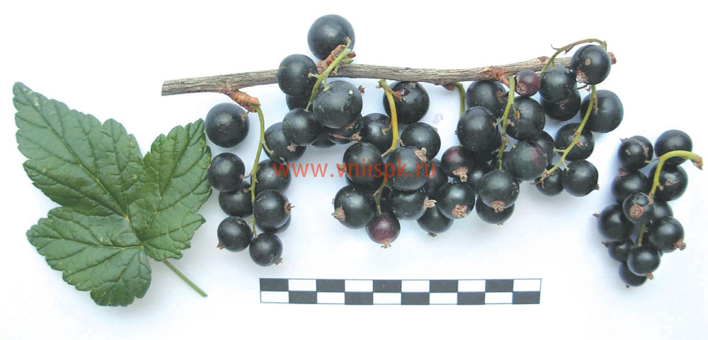 смородина ч. Рита