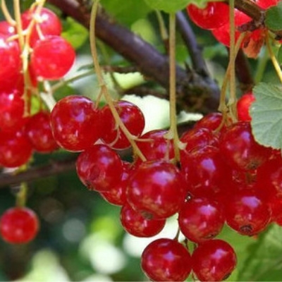 смородина кр. розита