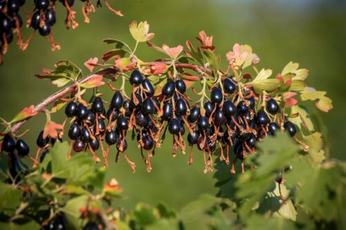 смородина зол.2