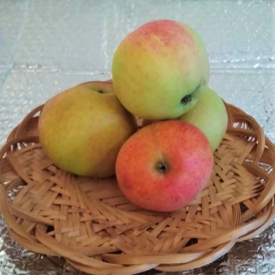 торопыжка 1