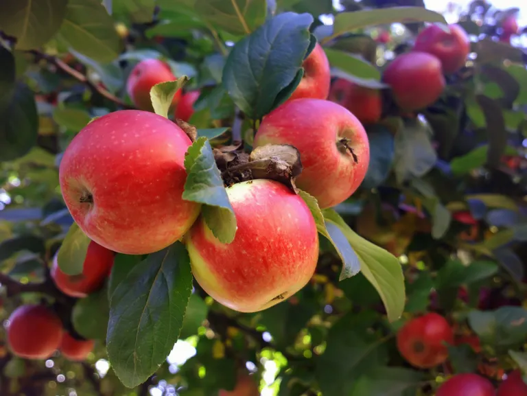 яблоня отрада